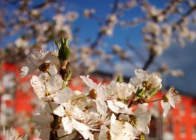 Buds 01 copy  Unknown